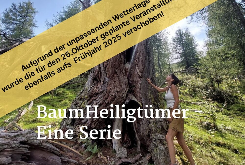 BAUM-HEILIGTÜMER – Eine heilsame Serie – Mirnocklärche